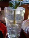 th_P7050208.jpg