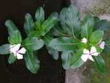 th_PB090278.jpg