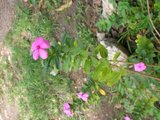 th_PB090283.jpg