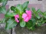 th_PB090286.jpg