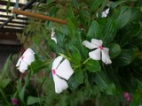th_PB090288.jpg