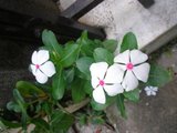 th_PB090290.jpg