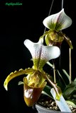 th_phaphipedilum_aff_Leeanum_zps71f94797.jpg