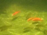 th_PICT0026MOV.jpg
