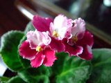 th_Picture025.jpg