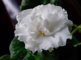 th_Picture034.jpg