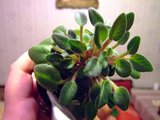 th_Picture188.jpg