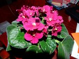 th_Picture193.jpg