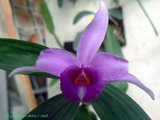 th_Sobralia_sessilis_0208_1.jpg