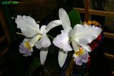 th_soem_2008_02.jpg