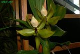 th_soem_2008_03.jpg
