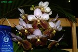 th_soem_2008_04.jpg