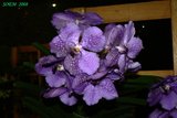 th_soem_2008_05.jpg