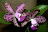 th_soem_2008_10.jpg