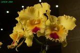 th_soem_2008_26.jpg