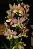 th_soem_2008_31.jpg