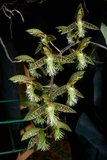 th_SOEM_2011_008.jpg