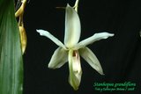 th_Stanhopea_grandiflora_01.jpg
