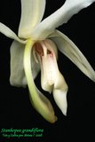 th_Stanhopea_grandiflora_02.jpg