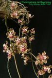 th_Trichocentrum_carthagenense_03.jpg