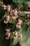 th_Trichocentrum_carthagenense_04.jpg