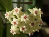 th_verticillata.jpg