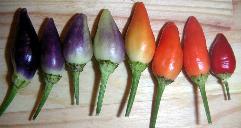 thai-chili-pepper3.jpg