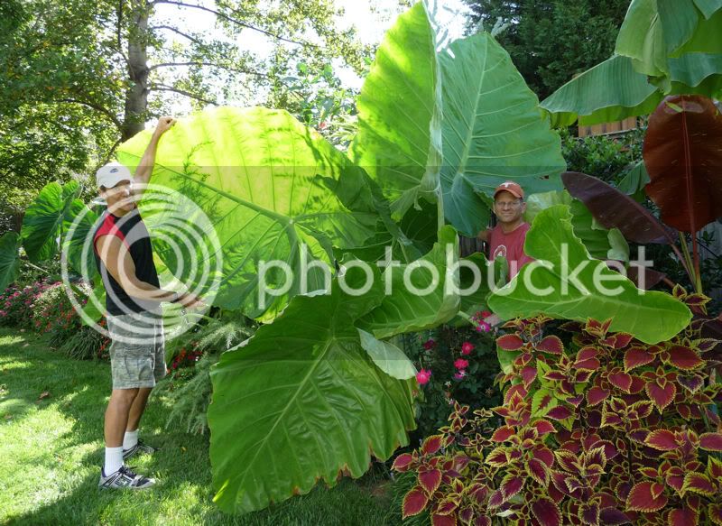 ThaiGiantinSeptember.jpg