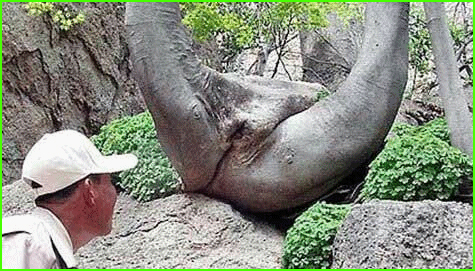 thailand-vagina-tree-lottery.jpg