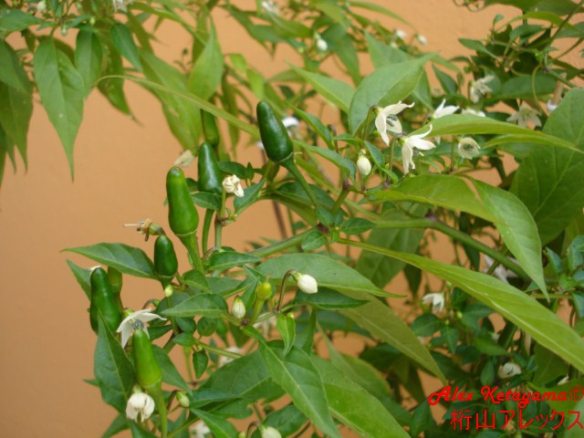 thaisun%20%5B640x480%5D.JPG