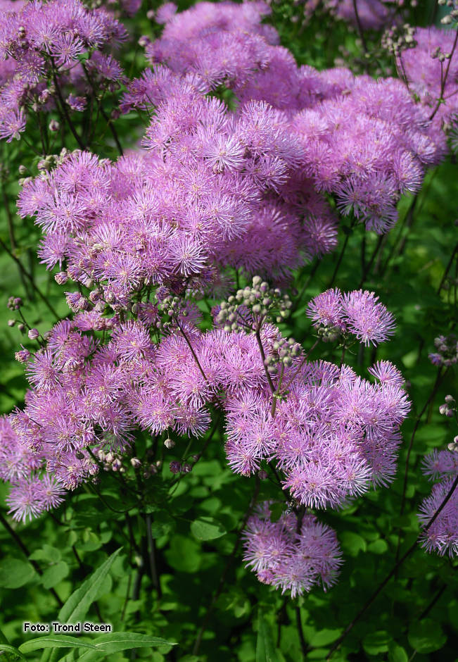 Thalictrum%20aquilegifolium%2012.jpg