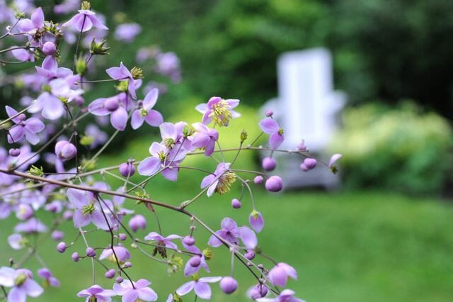 thalictrum-rochebrunianum.jpg
