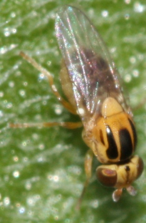 Thaumatomyia%20sp.jpg