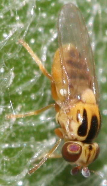 Thaumatomyia%20sp1.jpg