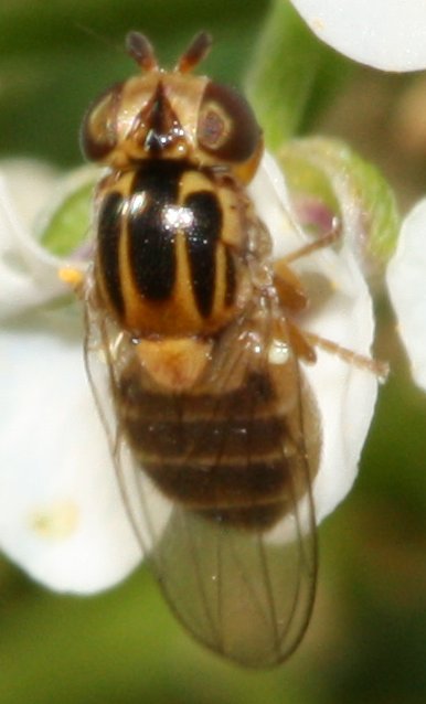 Thaumatomyia%20sp2.jpg