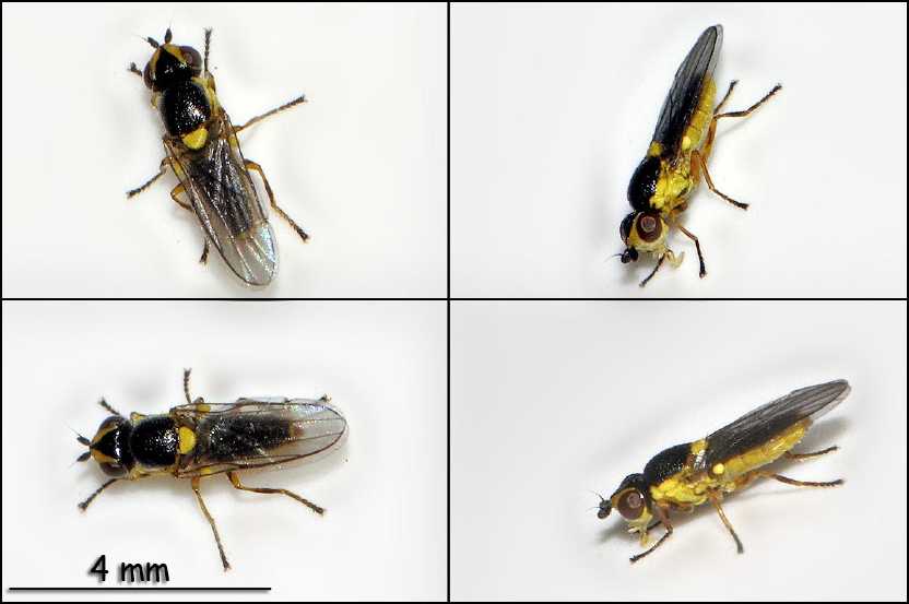 Thaumatomyia-sp-montage.jpg