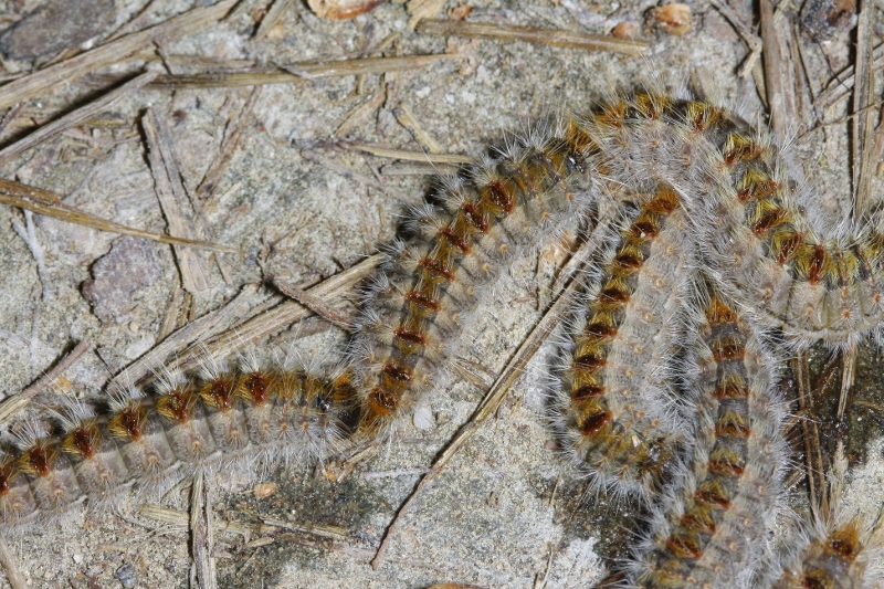 Thaumetopoea%20pytiocampa_2086.jpg