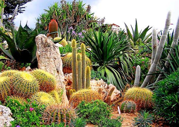 The-Exotic-Garden_Unique-cacti-collections_10330.jpg
