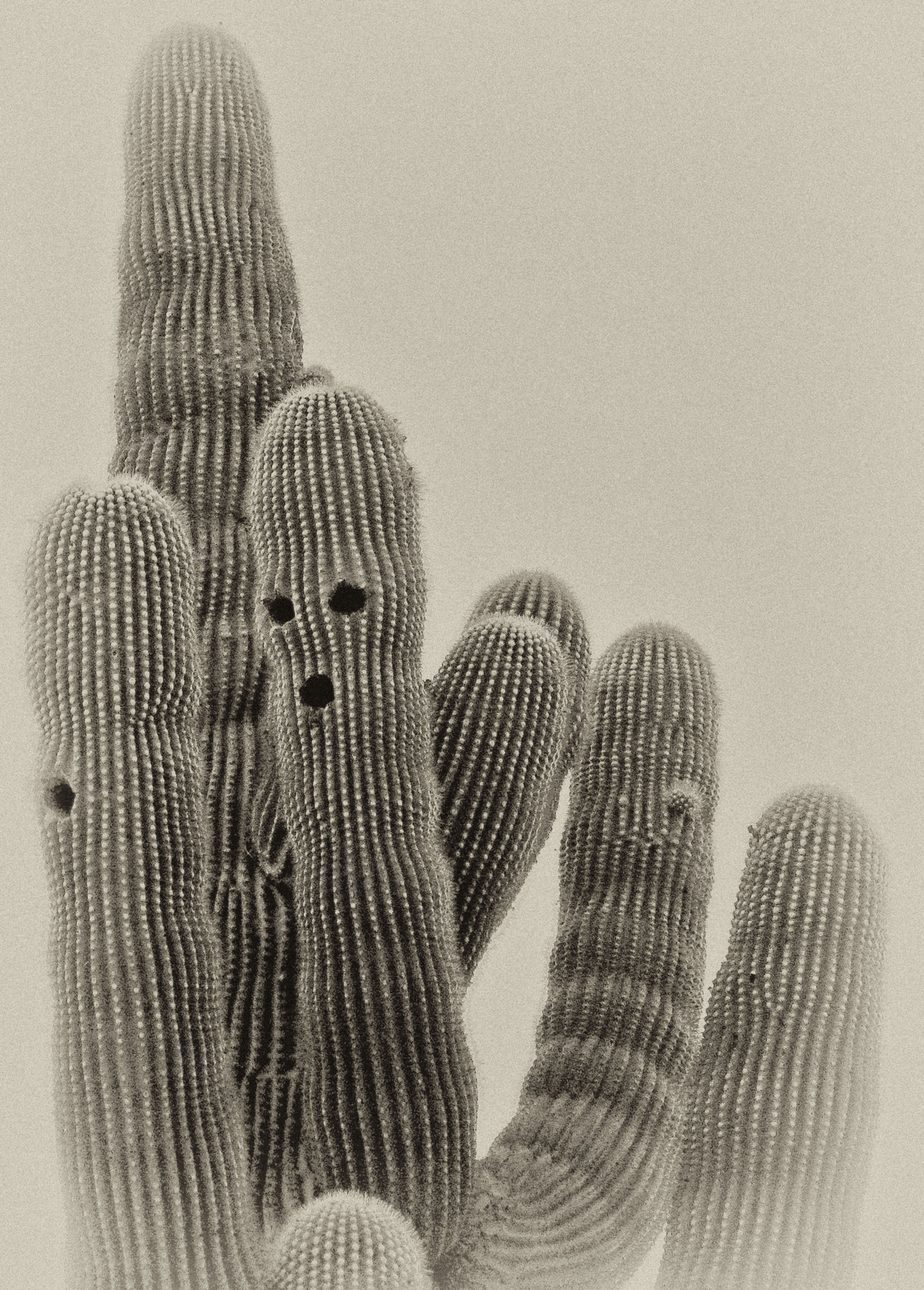 the-saguaro-gang-1.jpg