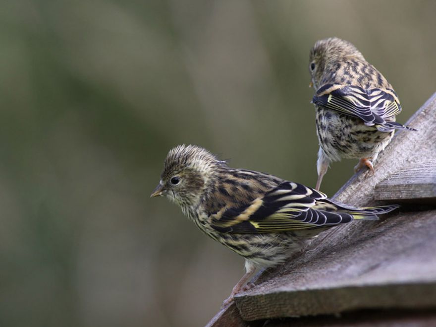 The_baby_Siskins_17th_May_2010.jpg