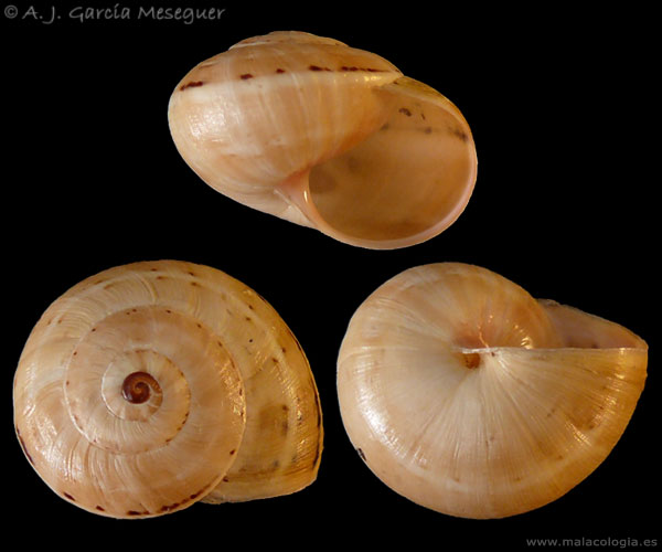 theba-pisana.jpg