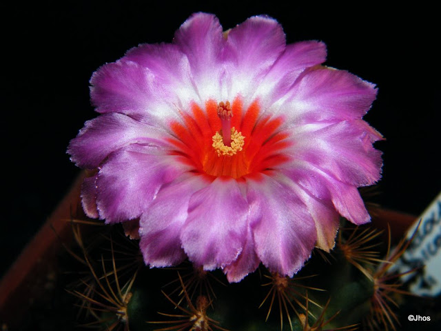 Thelocactus%20Bicolor%20056%2020100111%20002.jpg