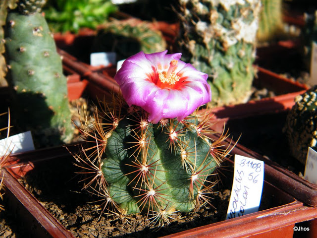 Thelocactus%20Bicolor%20056%2020100211.jpg