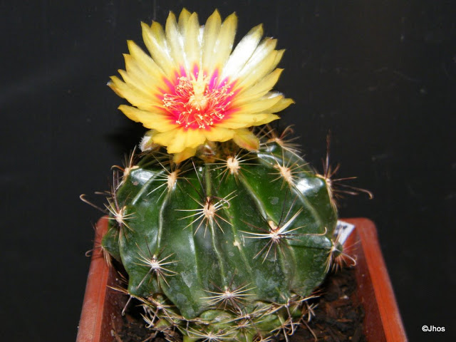 Thelocactus%20Setispinus%20009%2020091109.jpg