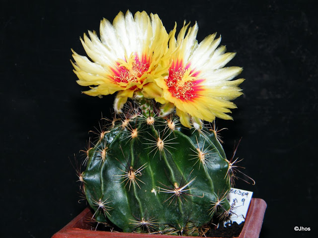 Thelocactus%20Setispinus%20009%2020100214%20001.jpg