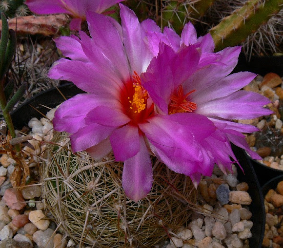 thelocactus%2Bbicolor%2Bflavidispinus.jpg