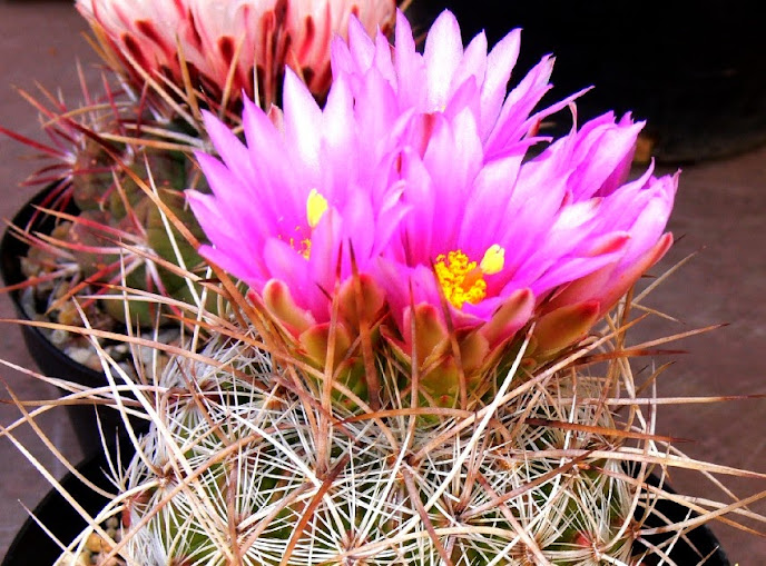 Thelocactus%2Bconothelos%2Bargenteus.jpg