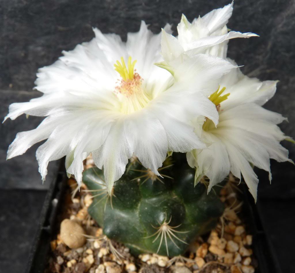 Thelocactusbicoloralbiflorus05_zps3c0a868f.jpg