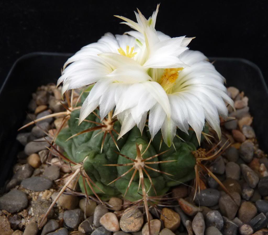 Thelocactusbicolorsspheterochromusbl01_zps24cce628.jpg