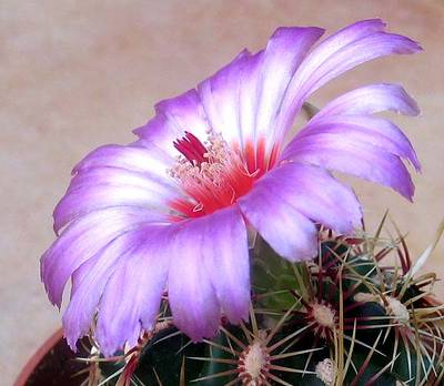thelocactusbicolortricolor.jpg